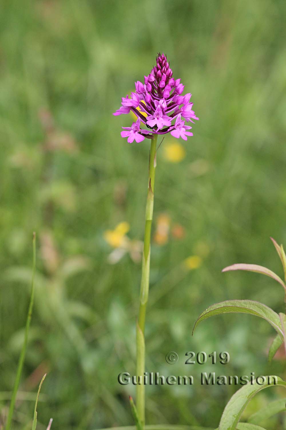 Anacamptis pyramidalis