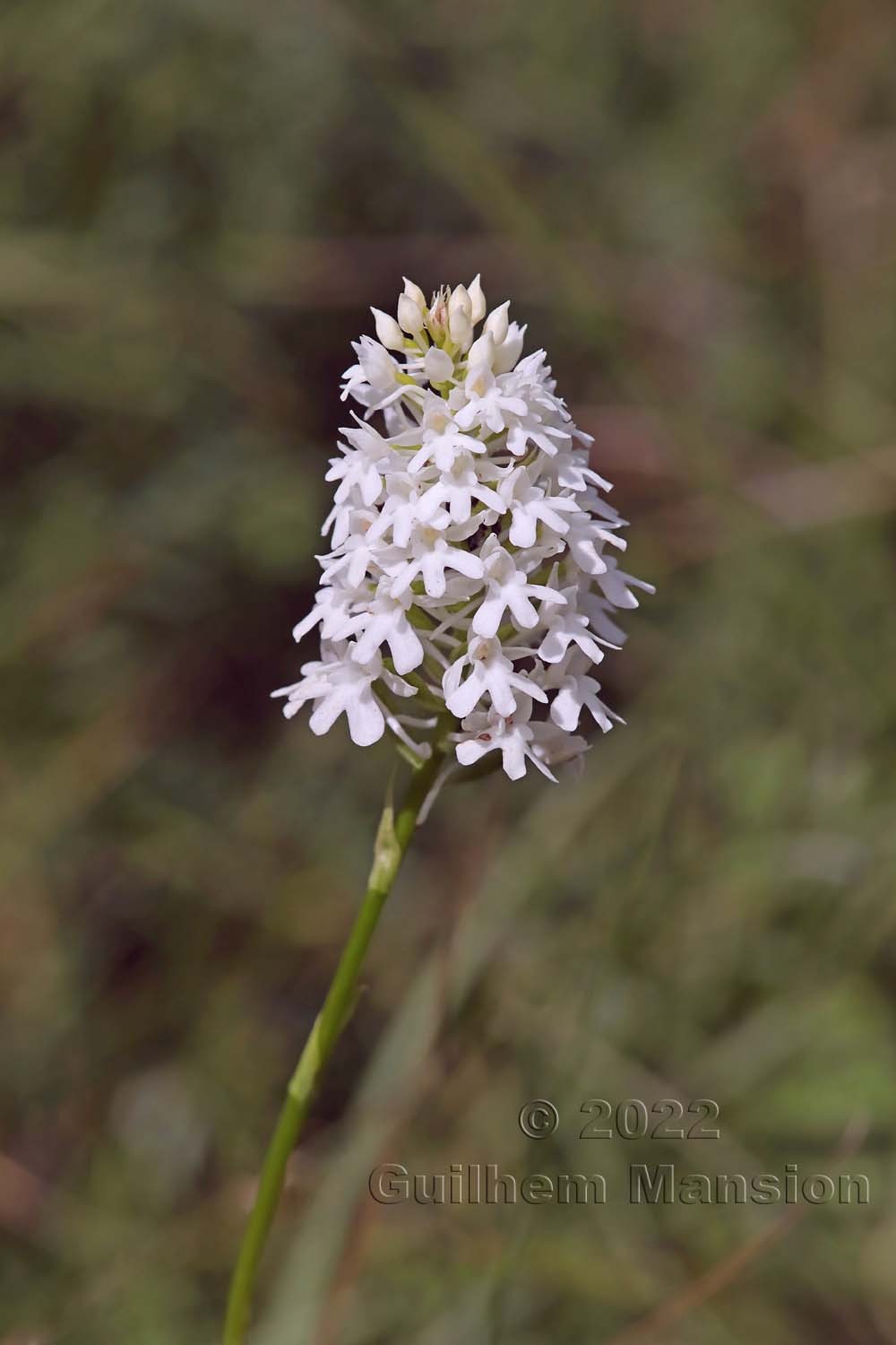 Anacamptis pyramidalis