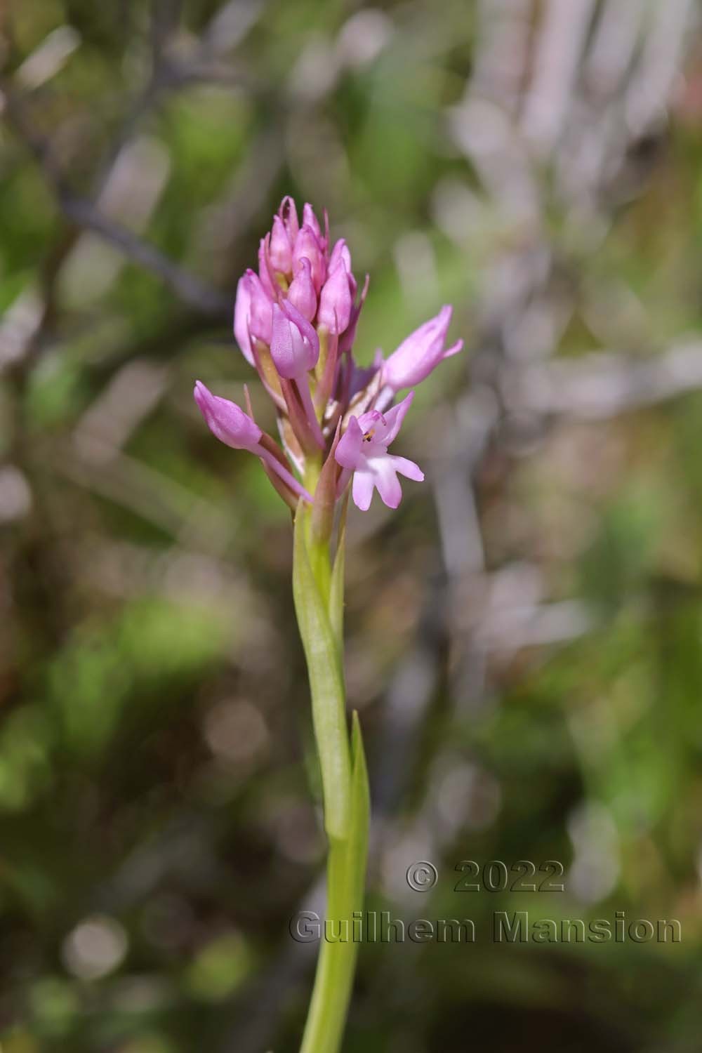 Anacamptis pyramidalis