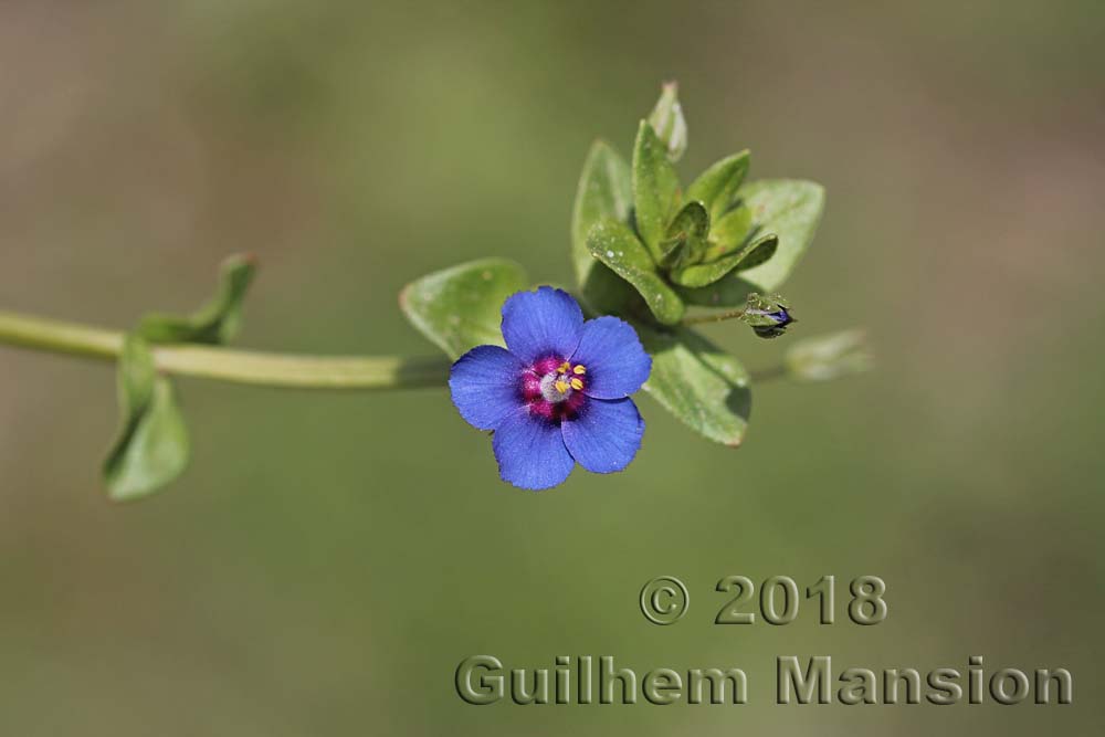 Lysimachia [Anagallis] arvensis