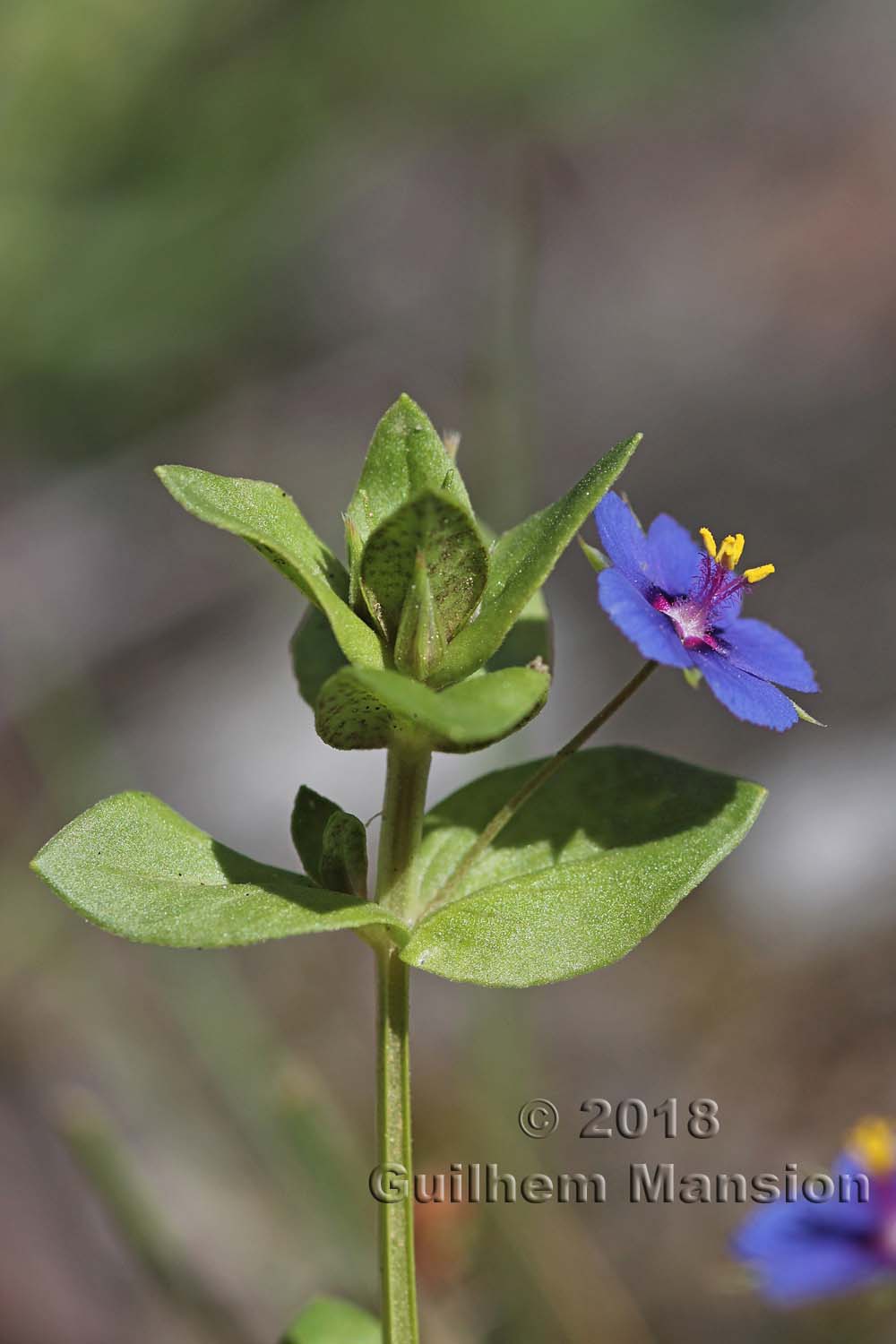 Lysimachia [Anagallis] arvensis