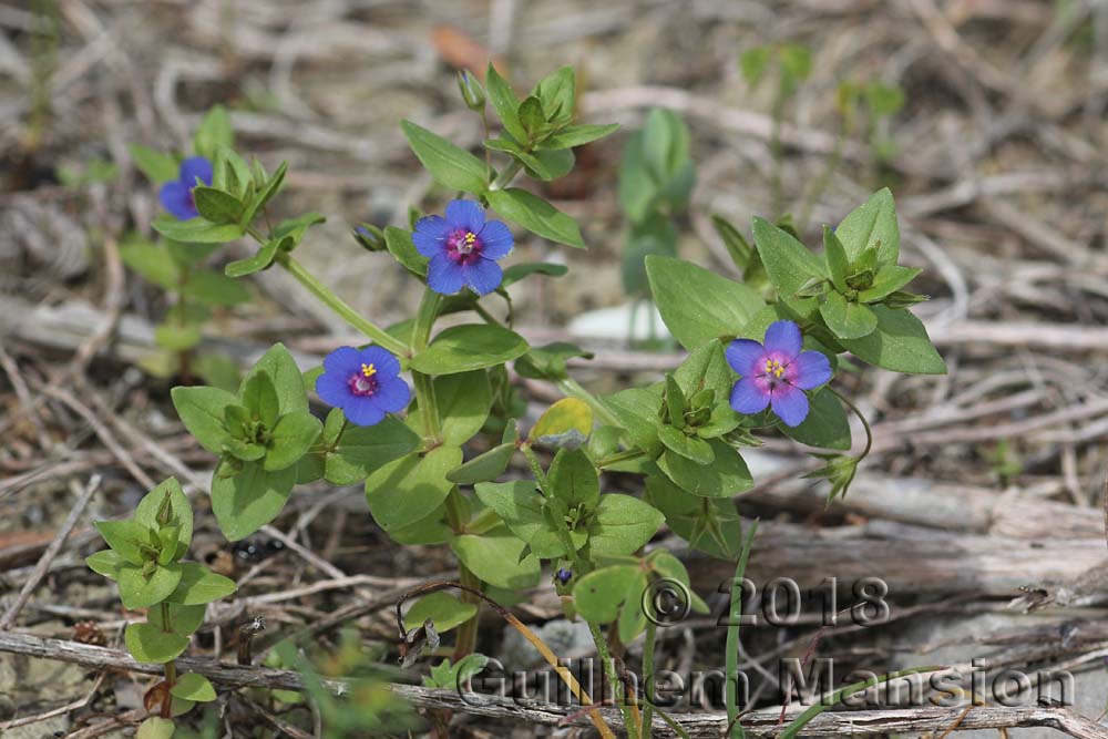 Lysimachia [Anagallis] arvensis