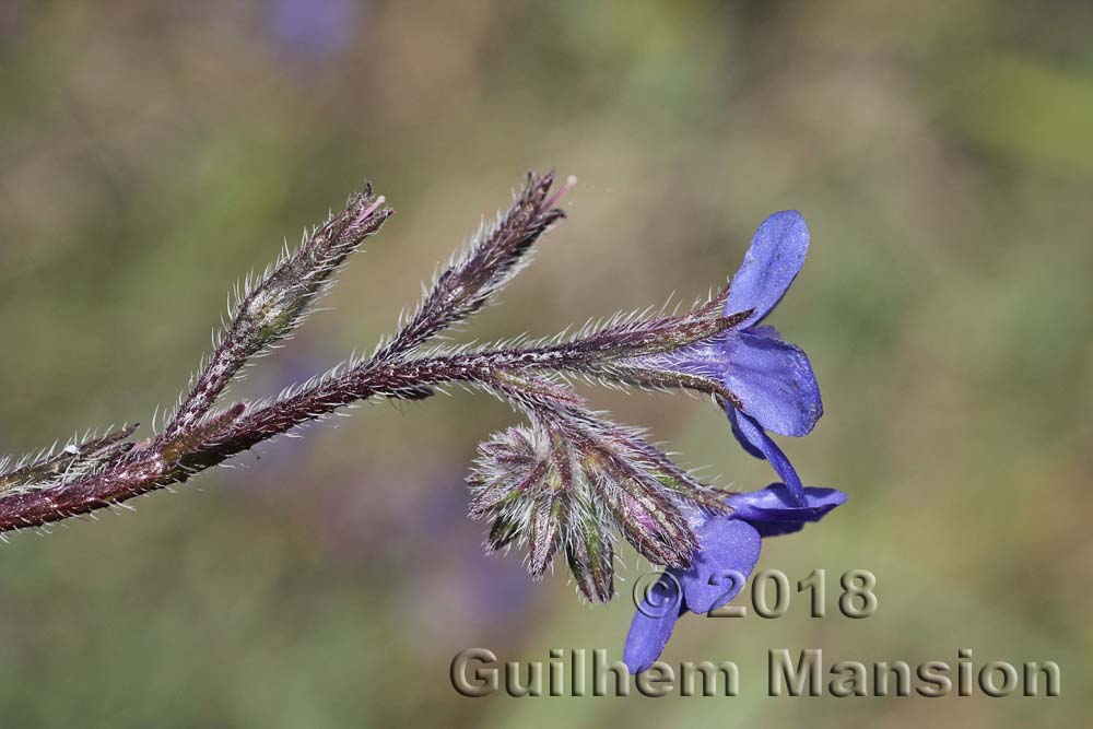 Anchusa azurea