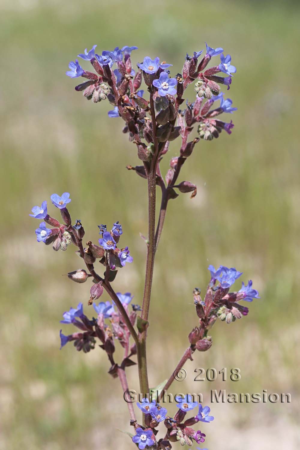 Anchusa calcarea