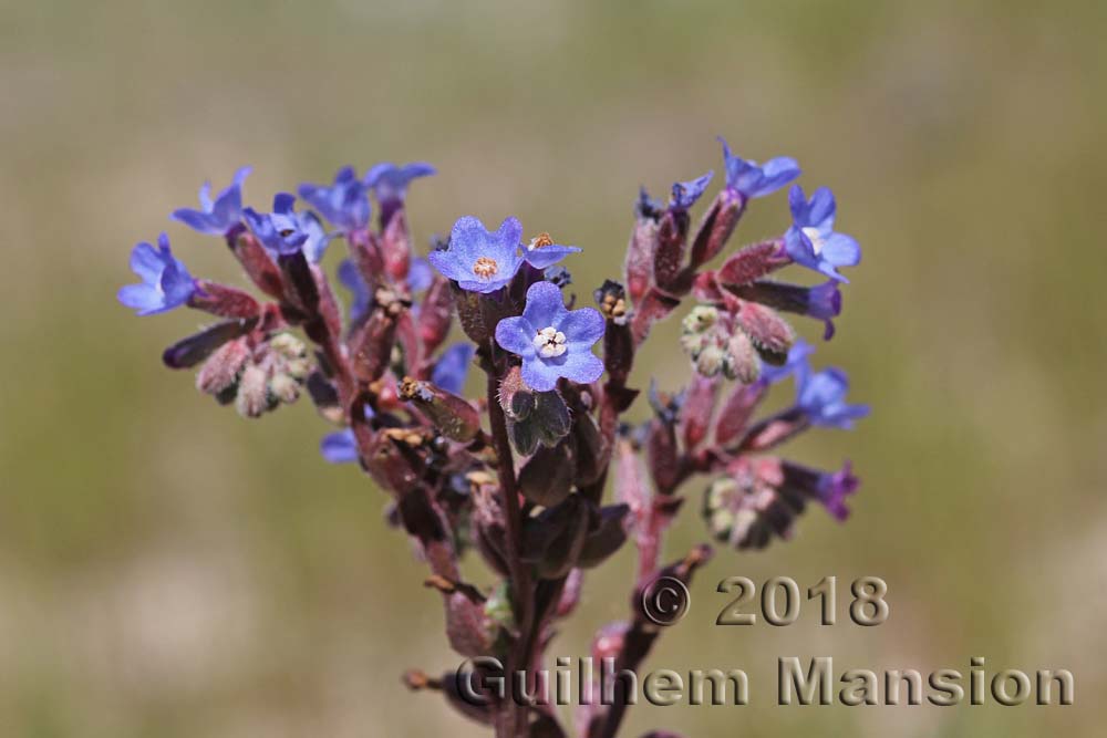 Anchusa calcarea