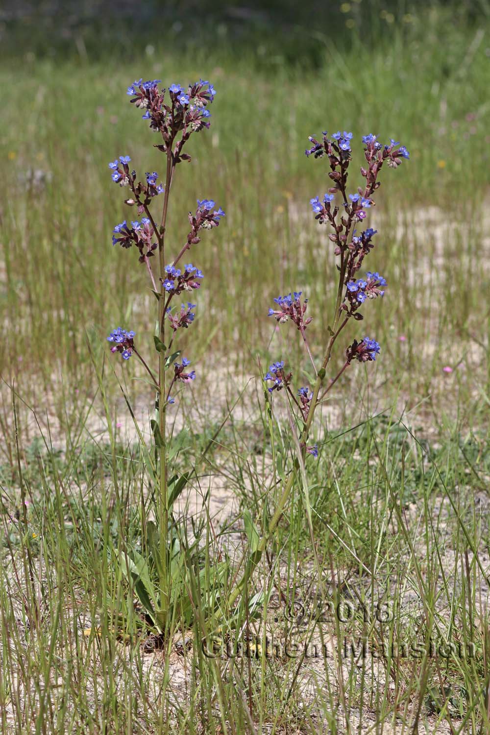 Anchusa calcarea