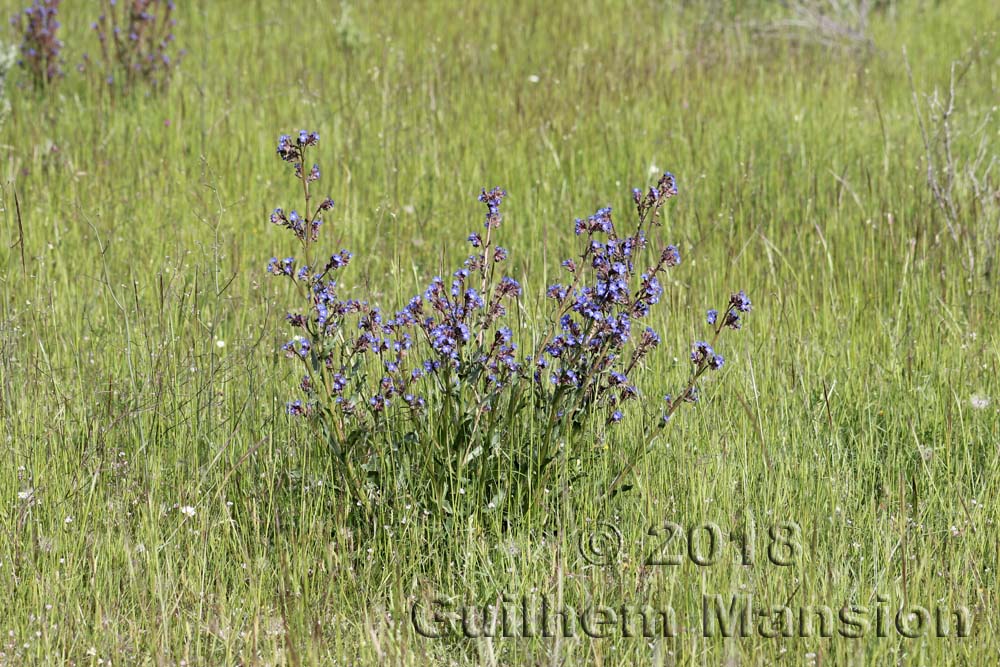 Anchusa calcarea