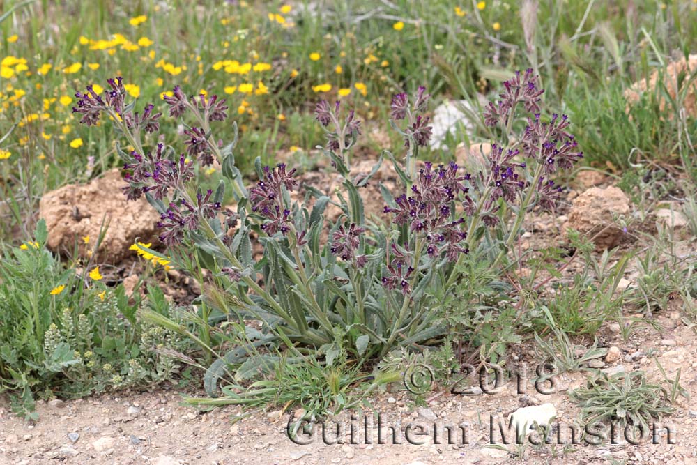 Anchusa undulata