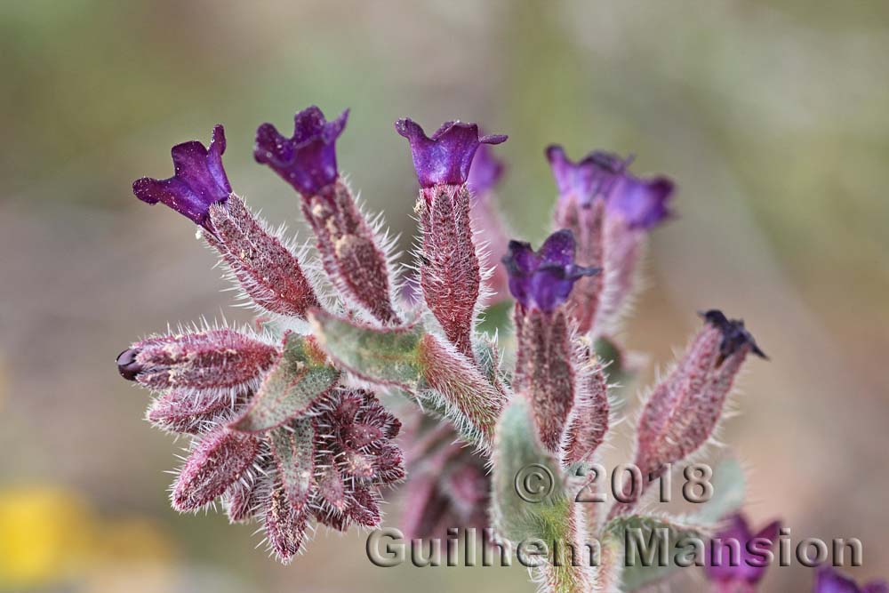 Anchusa undulata