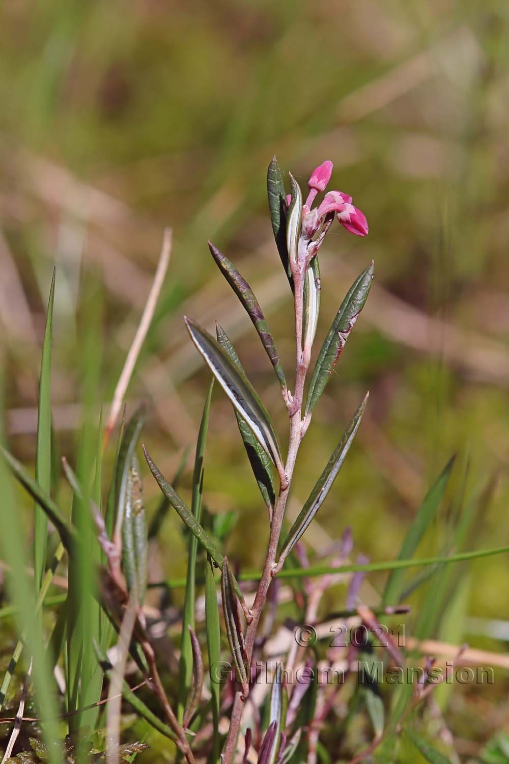 Andromeda polifolia