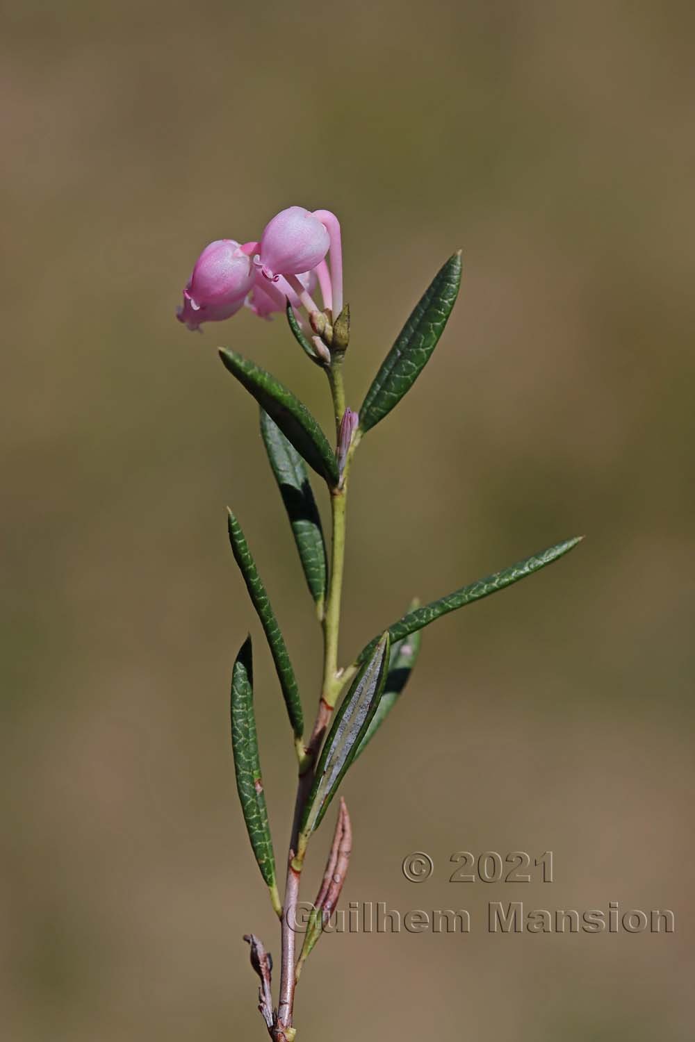 Andromeda polifolia