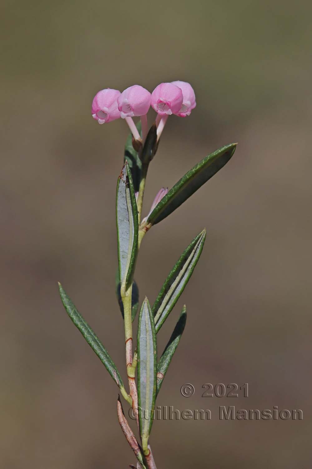 Andromeda polifolia