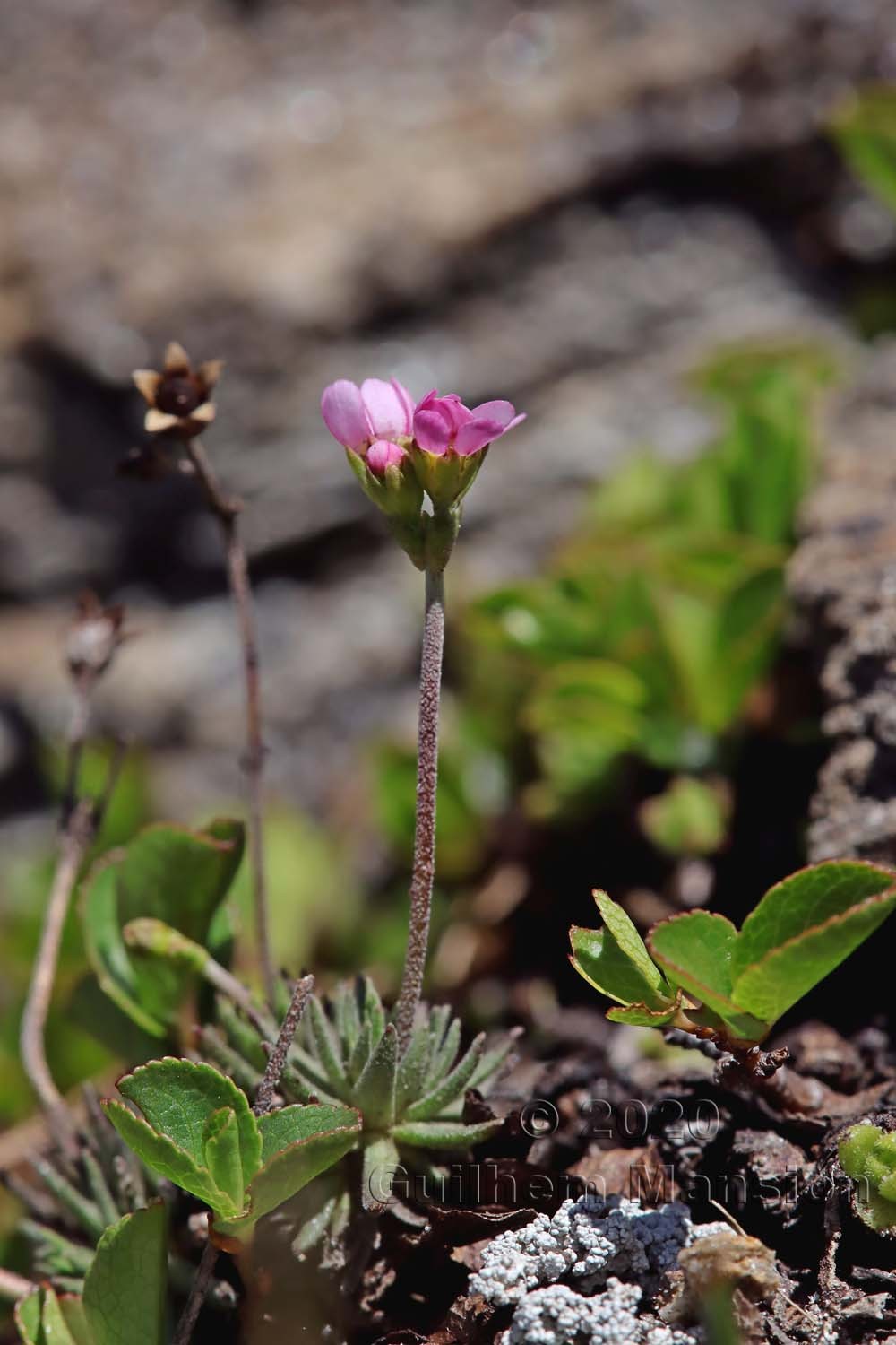 Androsace adfinis subsp. puberula