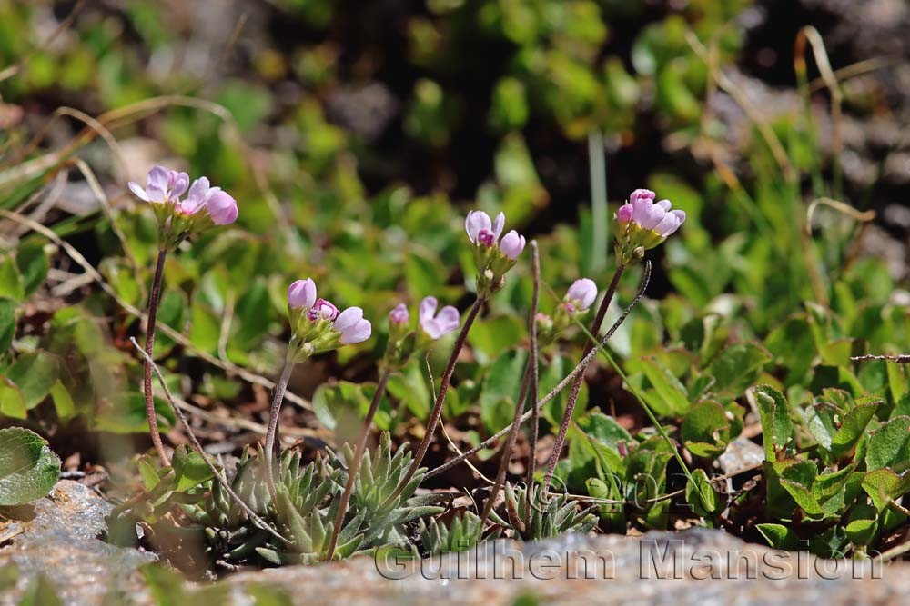 Androsace adfinis subsp. puberula