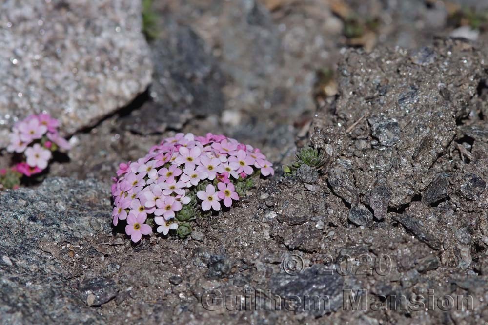 Androsace alpina