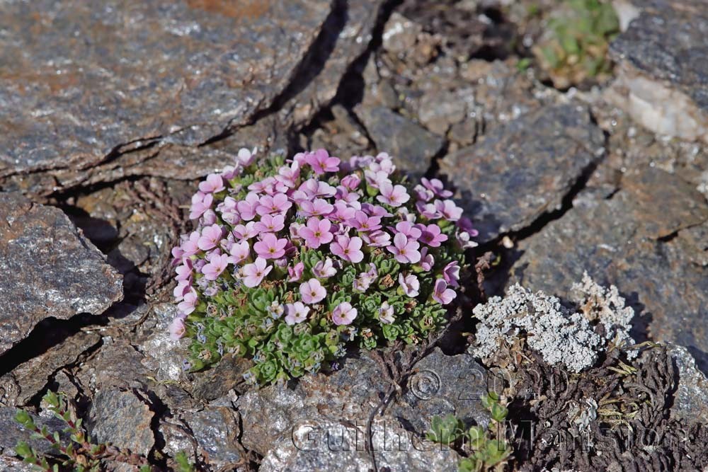 Androsace alpina