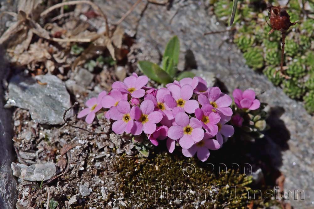 Androsace alpina