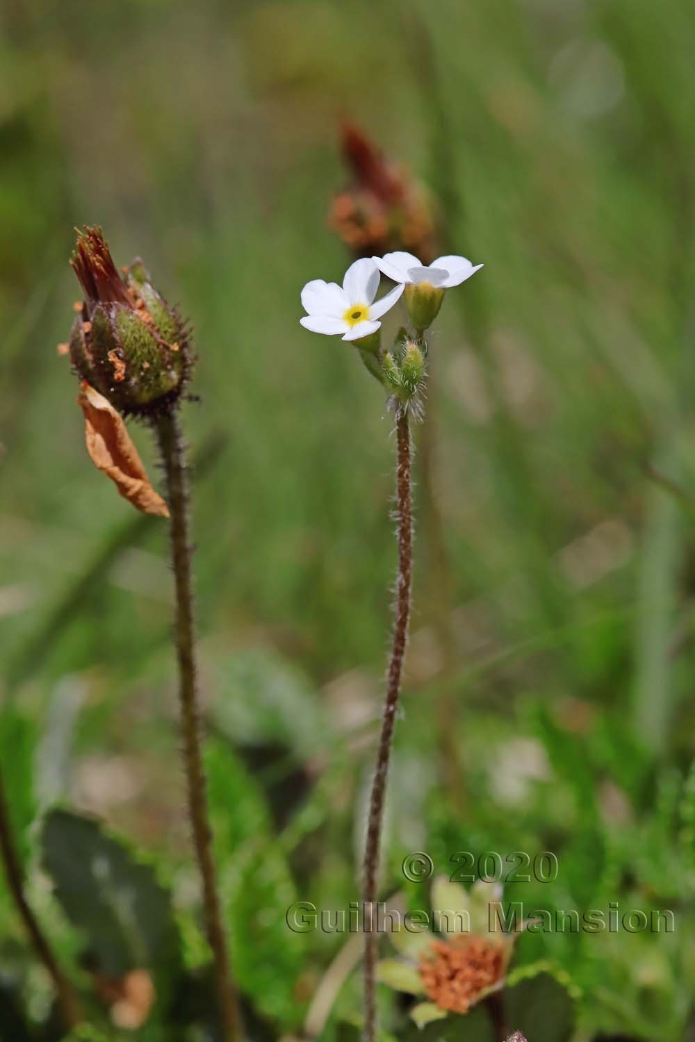 Androsace chamaejasme