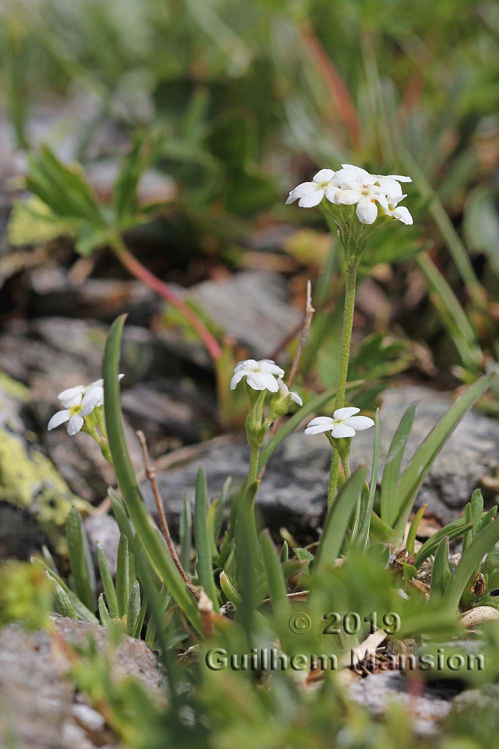 Androsace obtusifolia