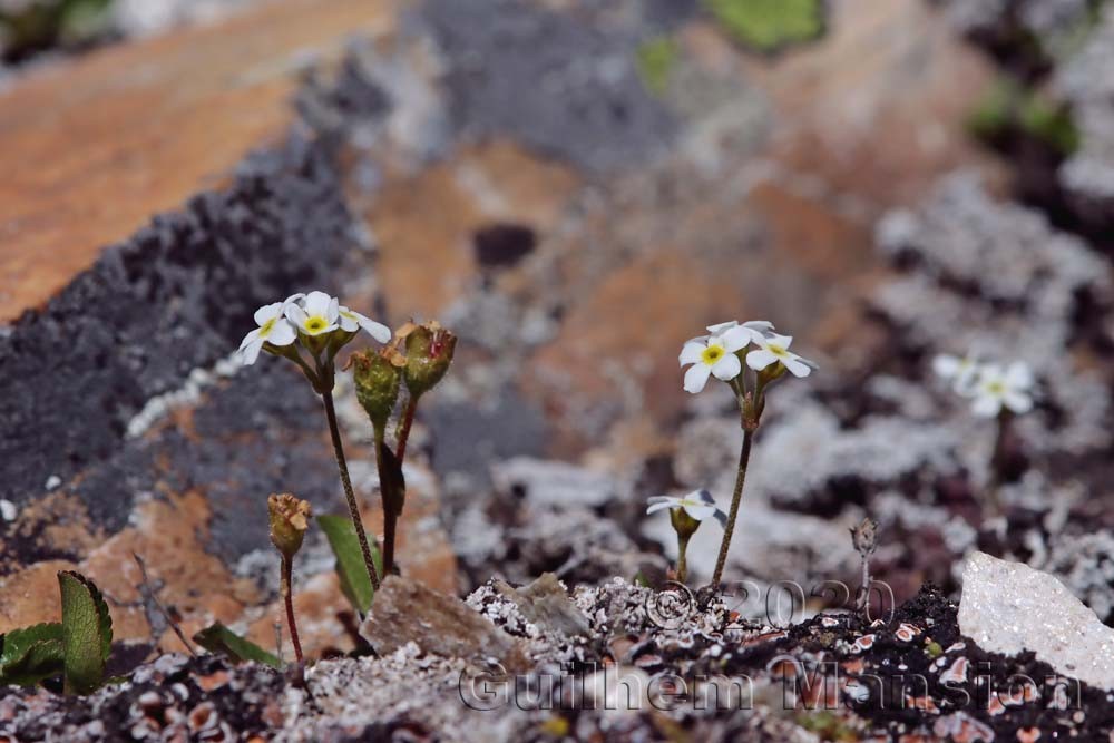 Androsace obtusifolia