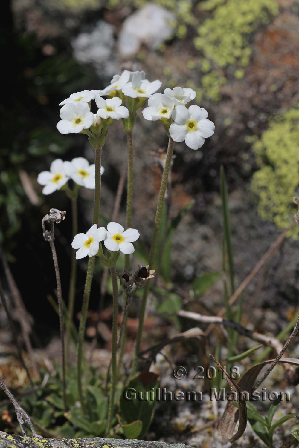 Androsace obtusifolia