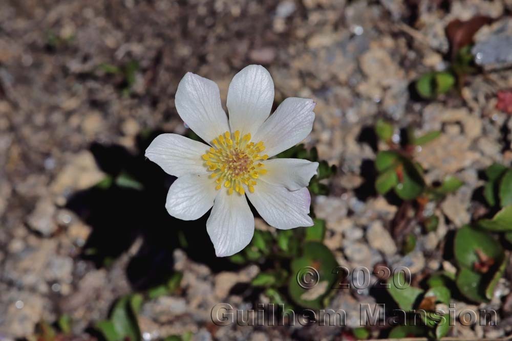 Anemone baldensis