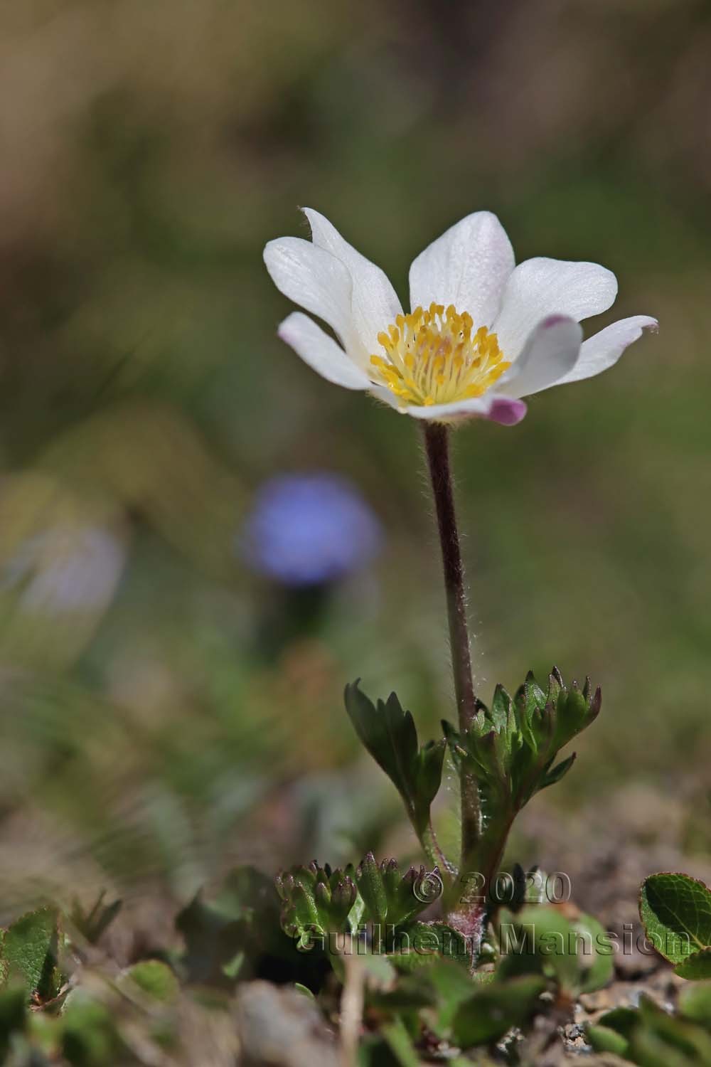 Anemone baldensis