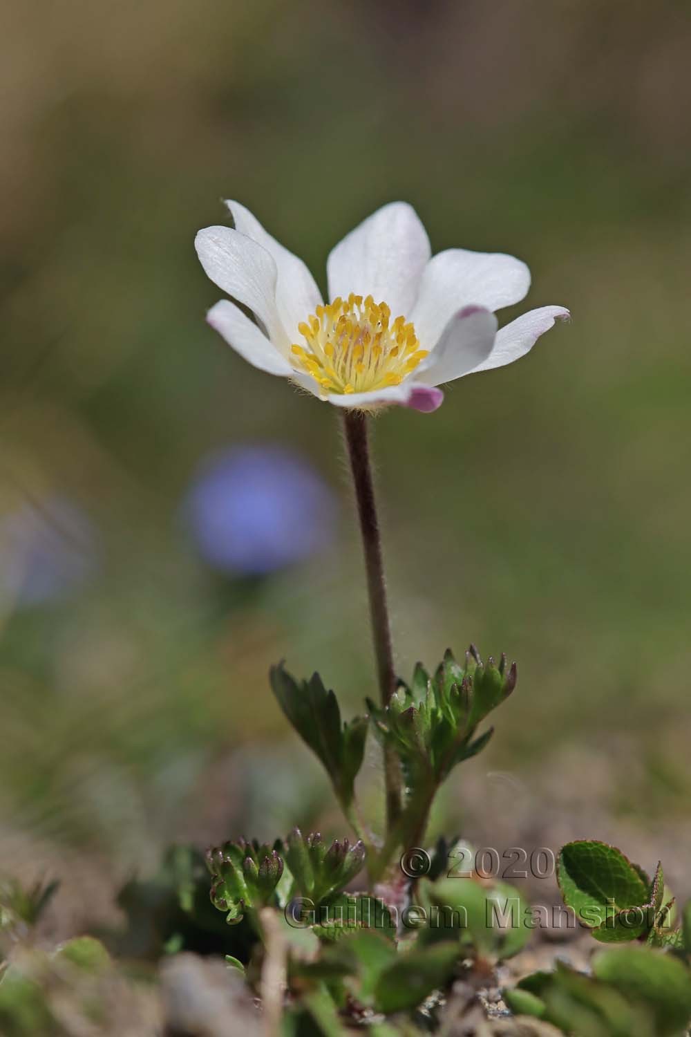 Anemone baldensis