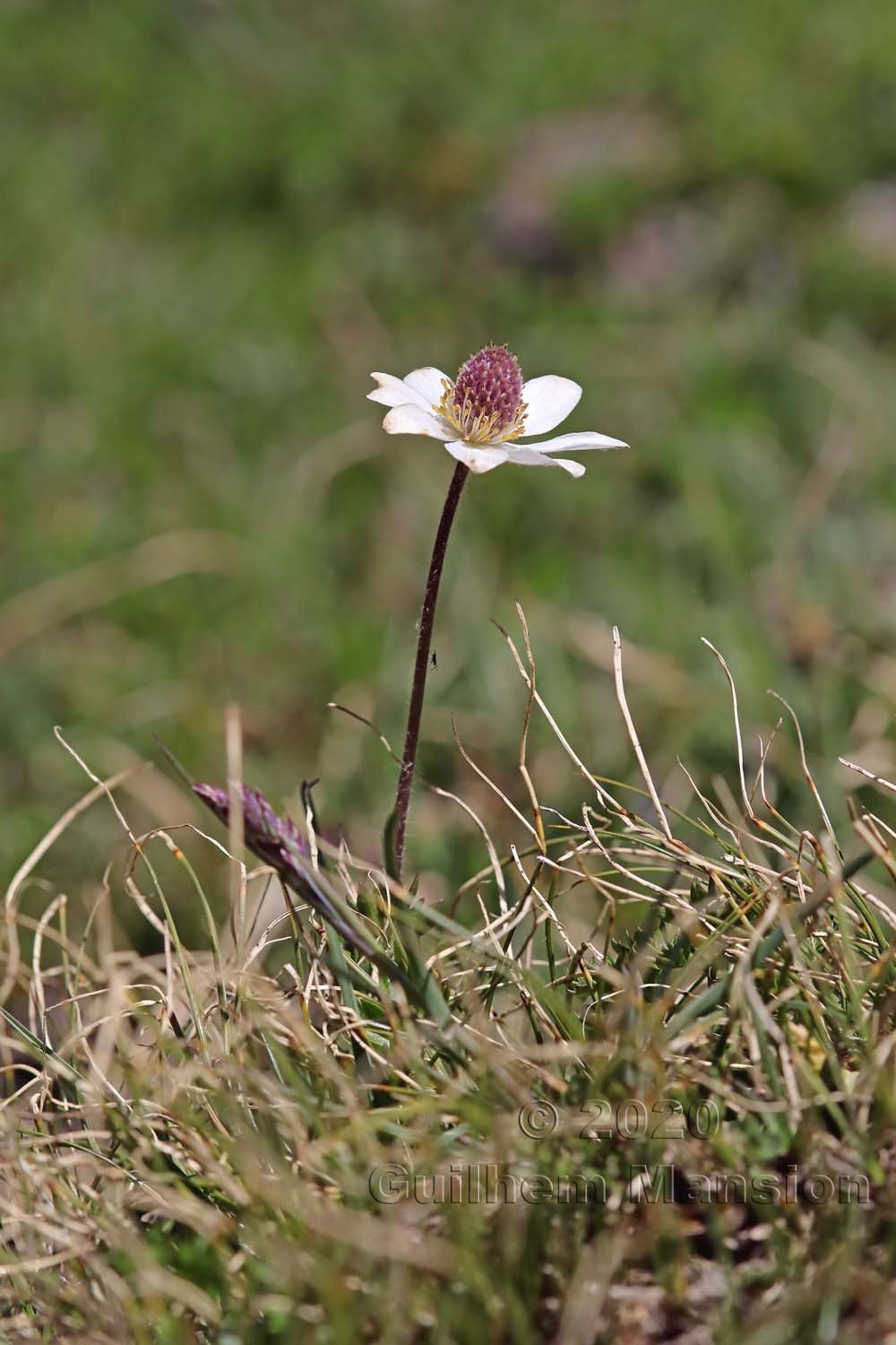 Anemone baldensis