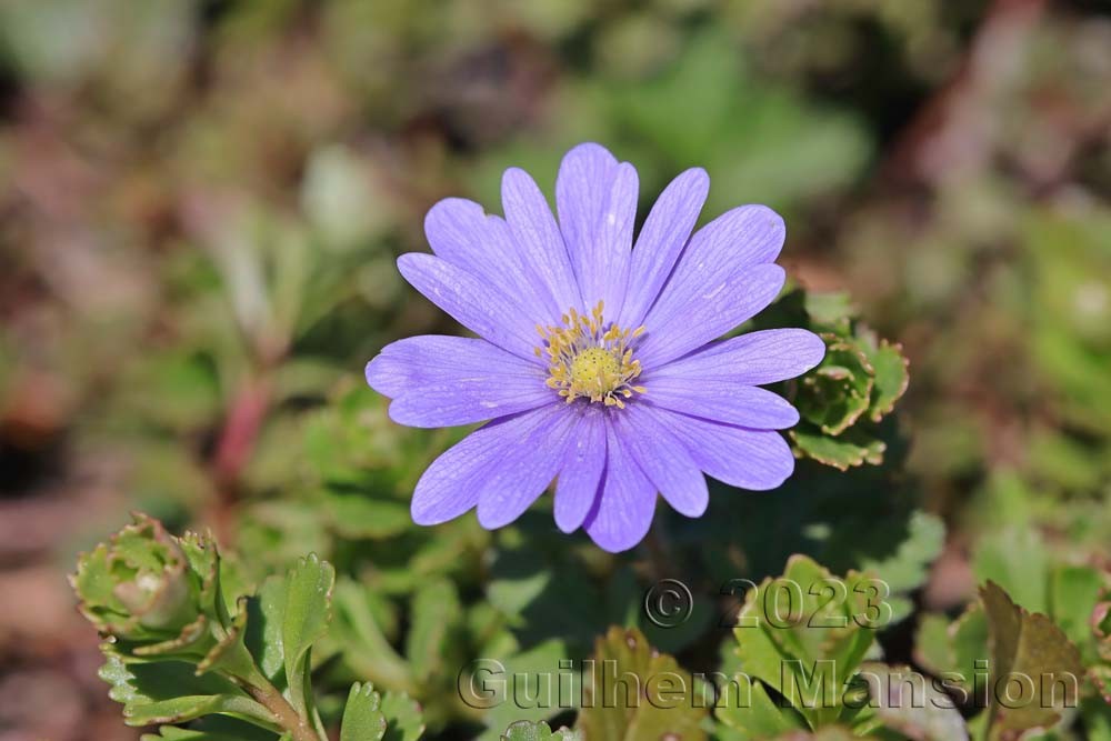 Anemone blanda