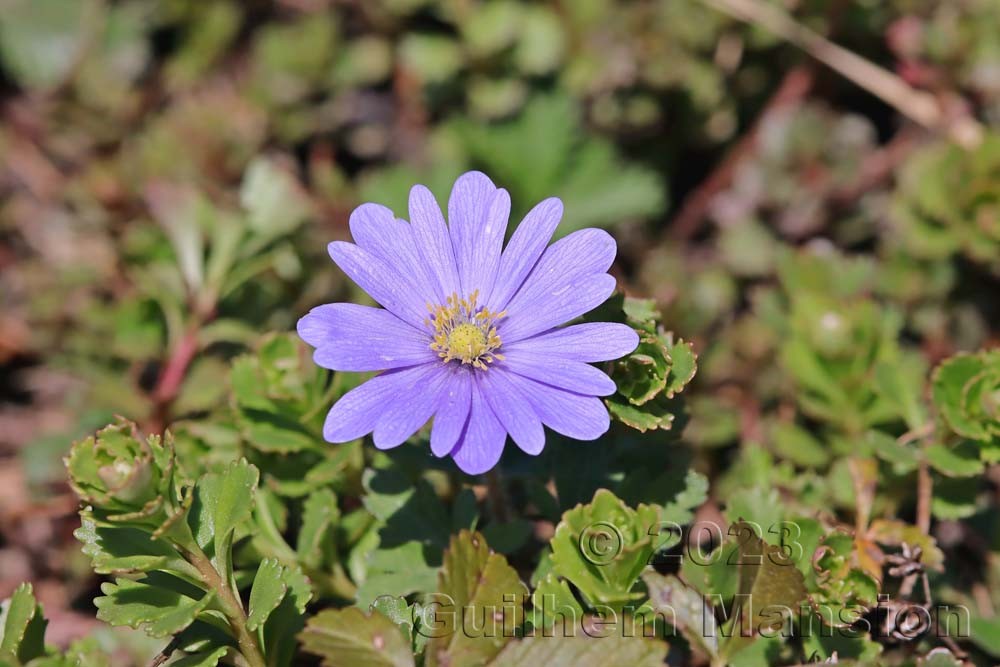 Anemone blanda