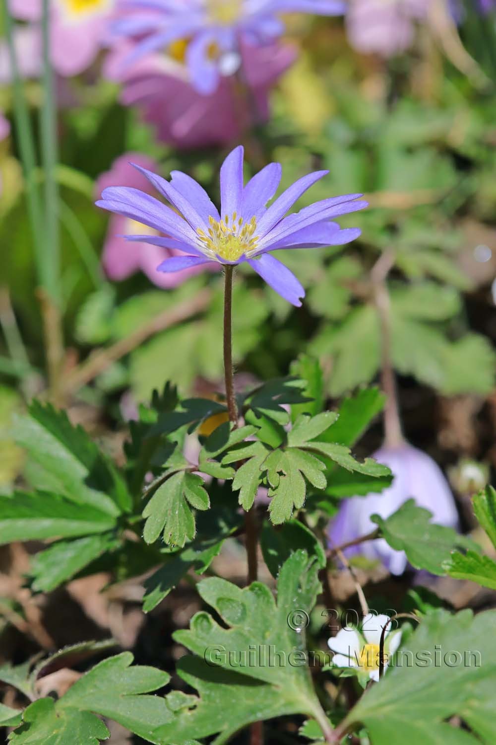 Anemone blanda