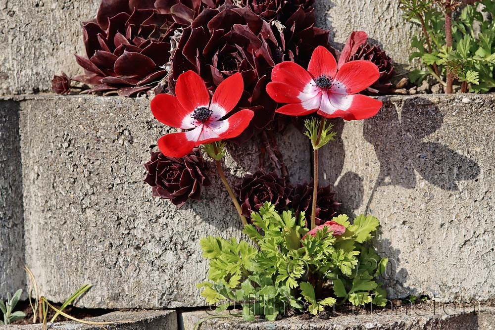 Anemone coronaria