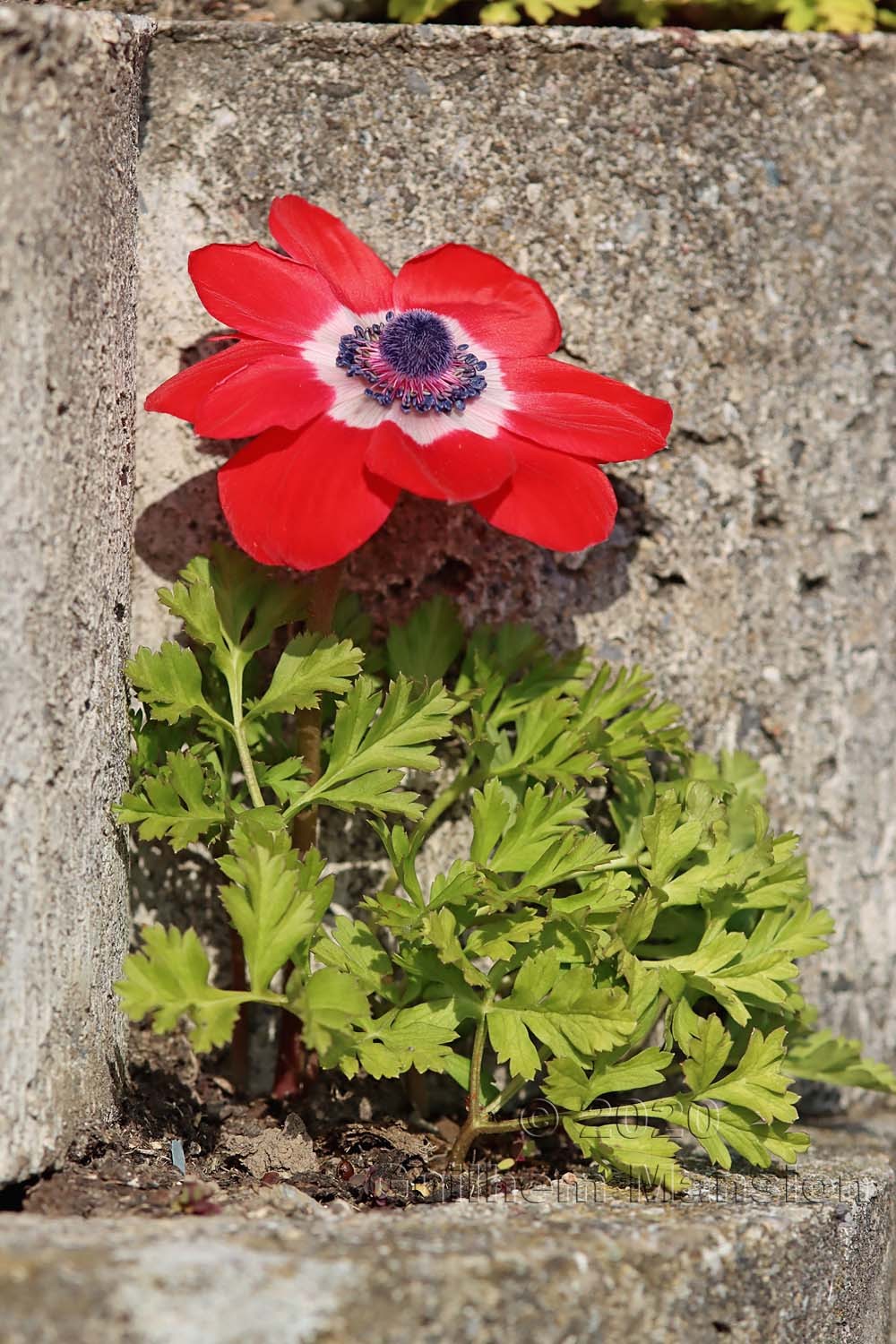 Anemone coronaria