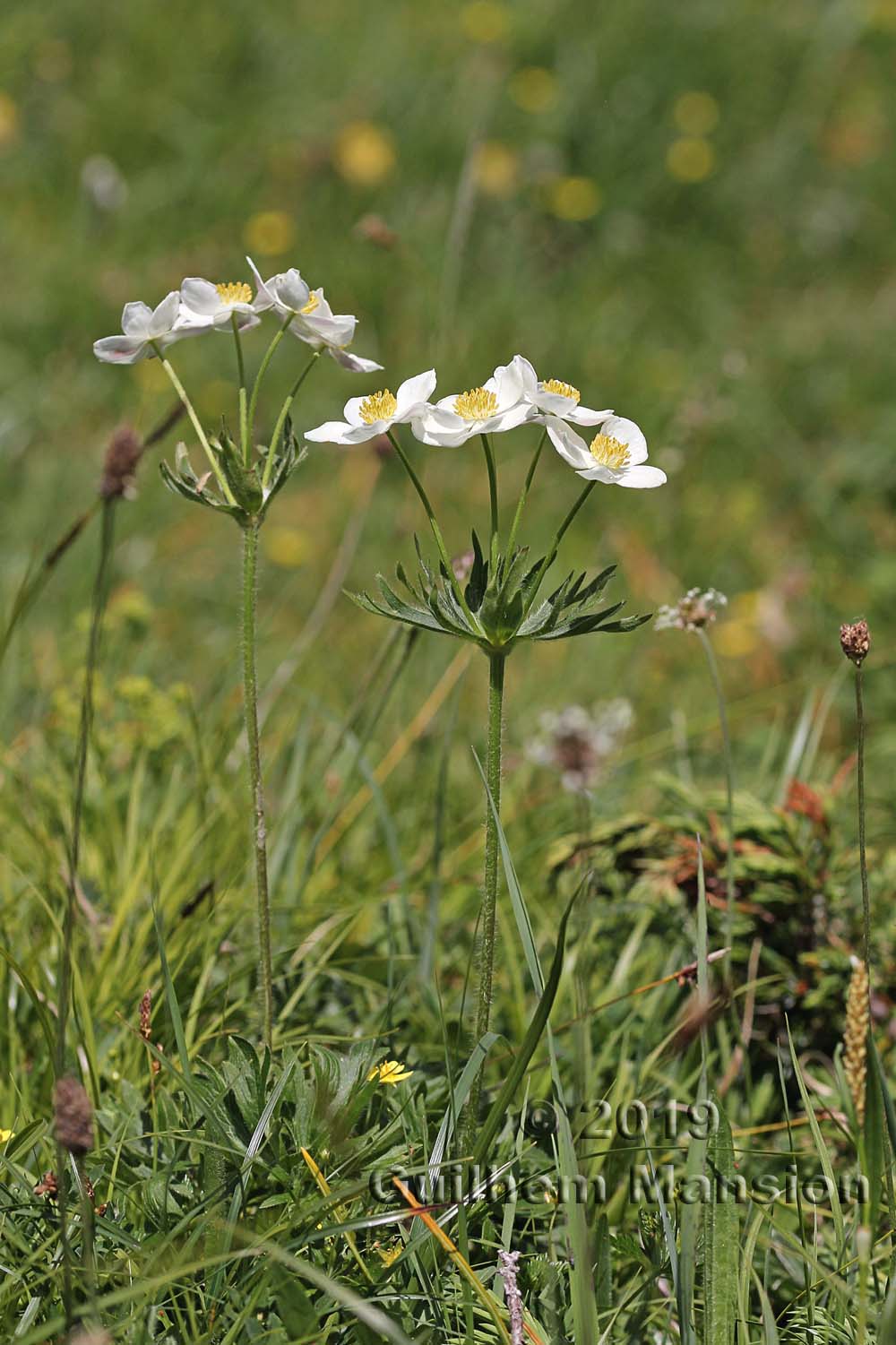 Anemone narcissiflora