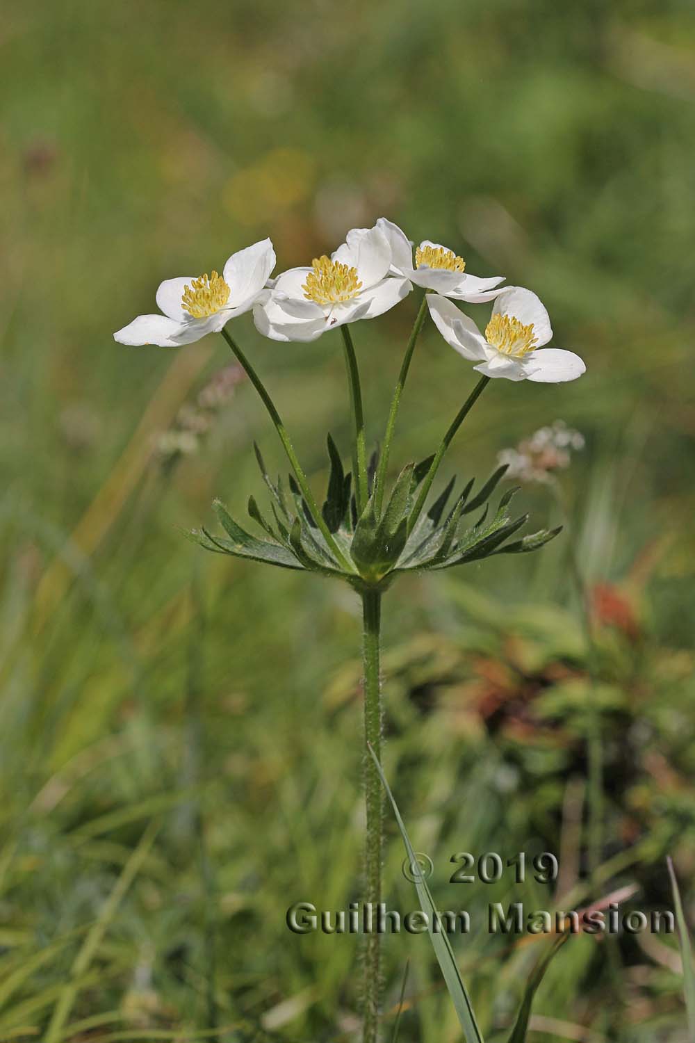 Anemone narcissiflora