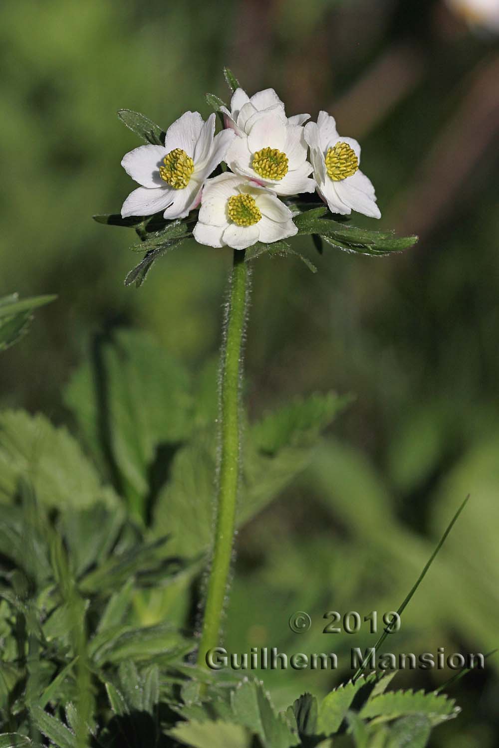 Anemone narcissiflora