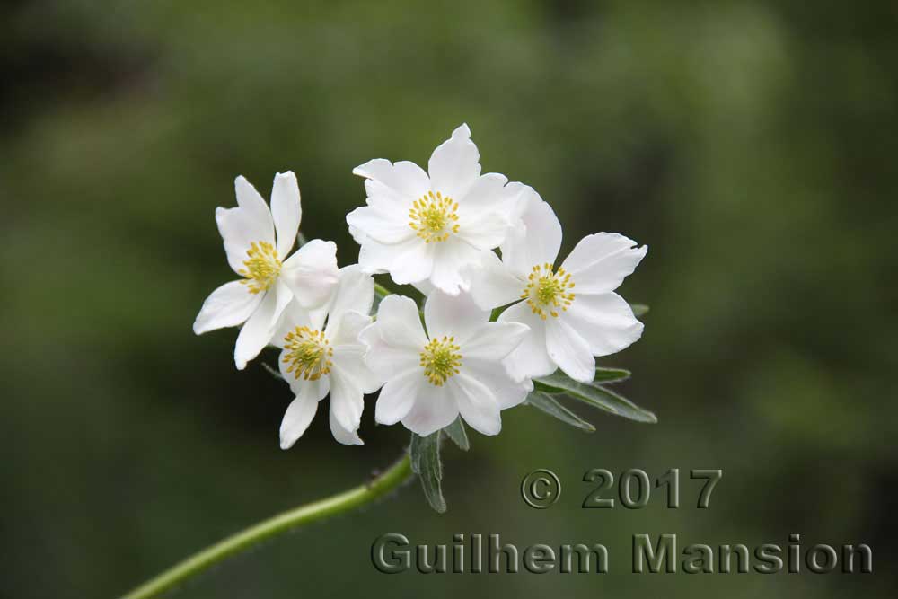 Anemone narcissiflora