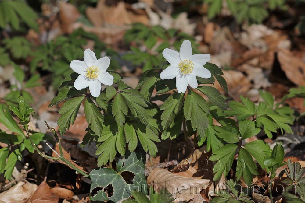 Anemone nemorosa