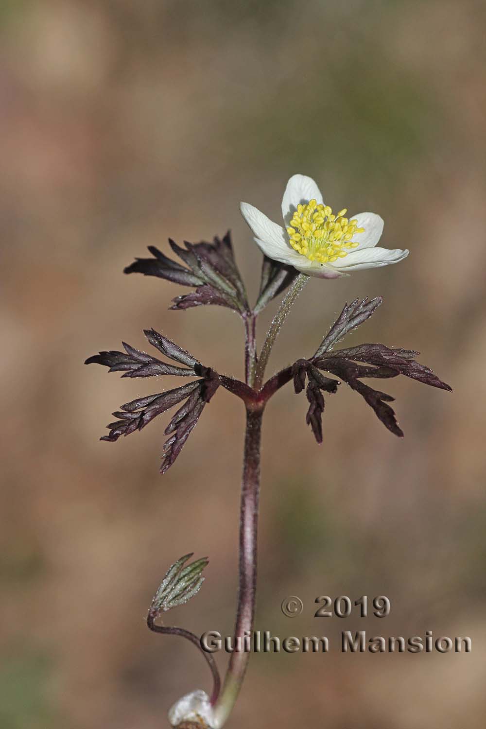 Anemone nemorosa