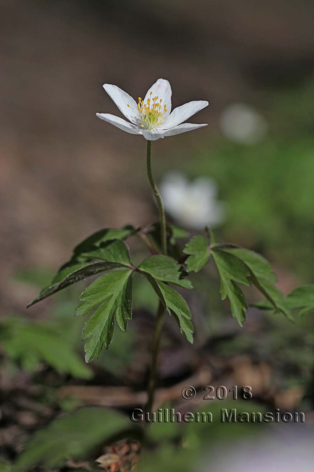 Anemone nemorosa