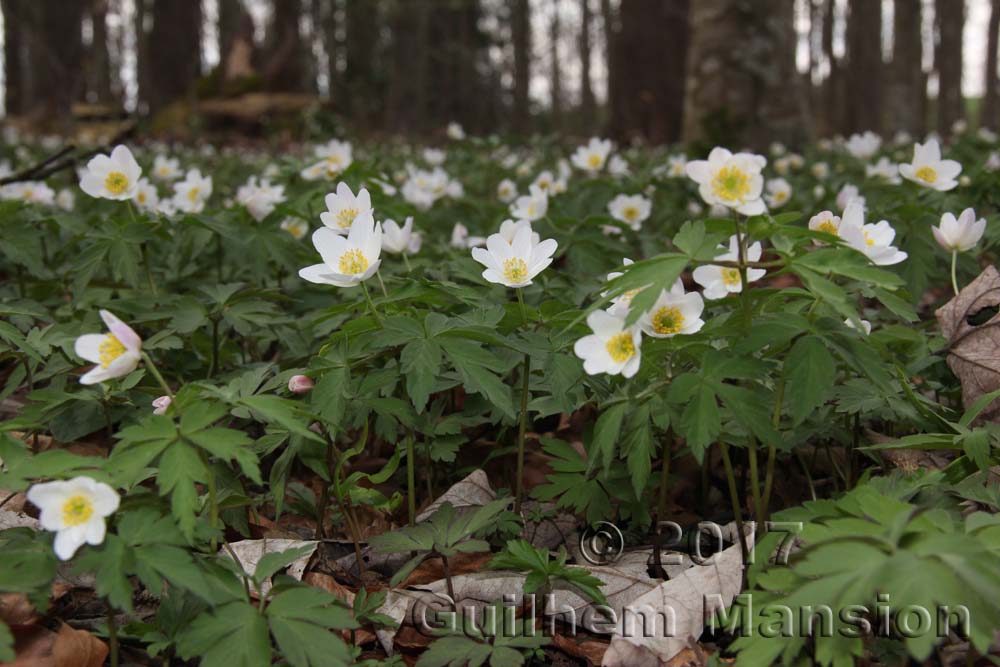 Anemone nemorosa