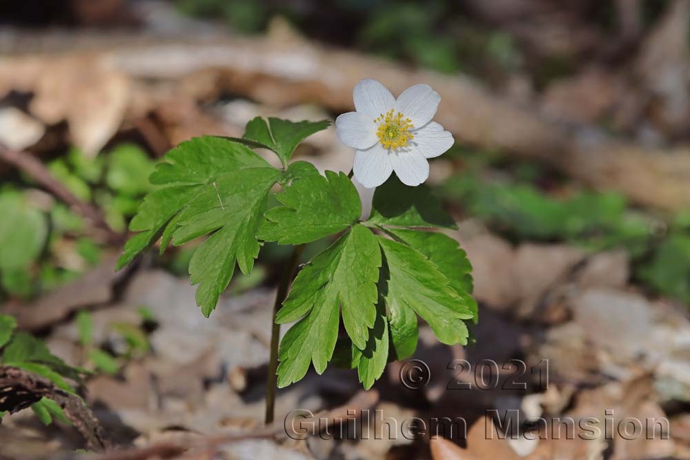 Anemone nemorosa