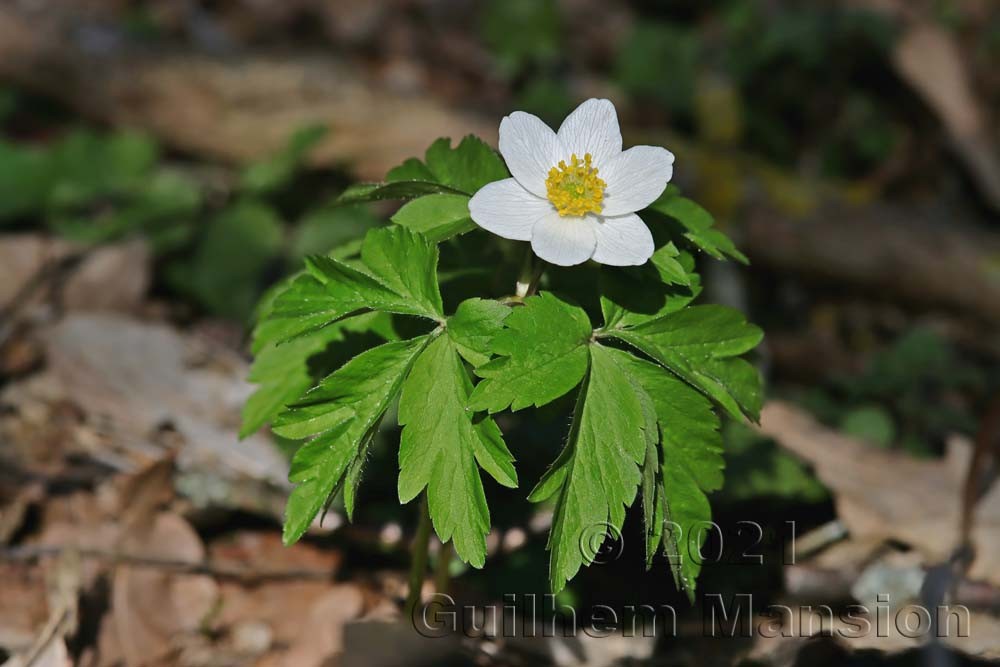 Anemone nemorosa