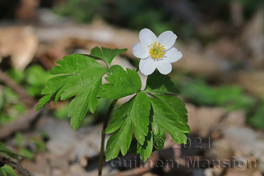 Anemone nemorosa