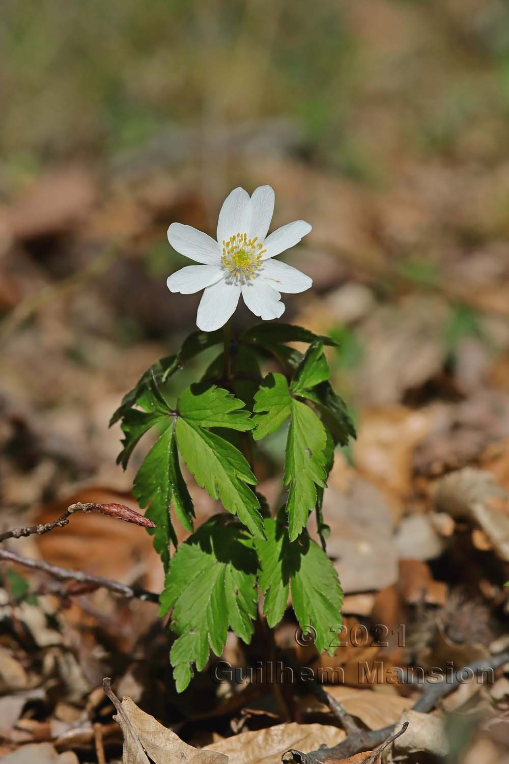 Anemone nemorosa