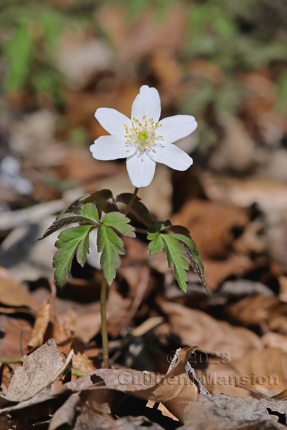 Anemone nemorosa