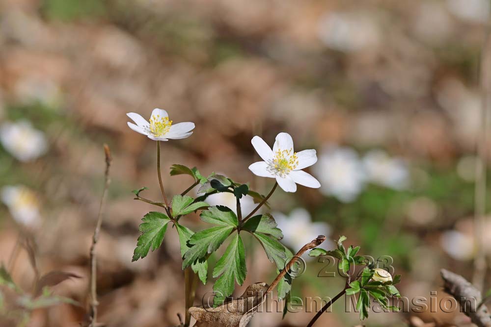 Anemone nemorosa