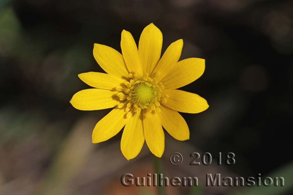 Anemone palmata