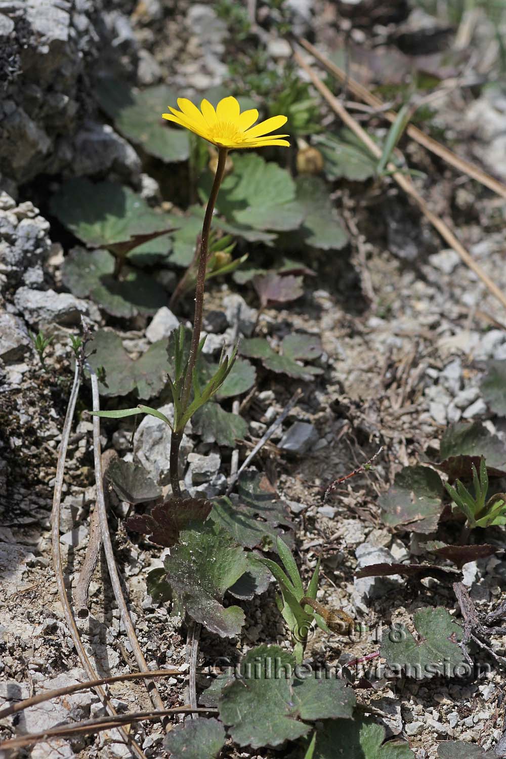 Anemone palmata